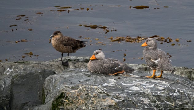 10 Horrifying Facts About Ducks - 84