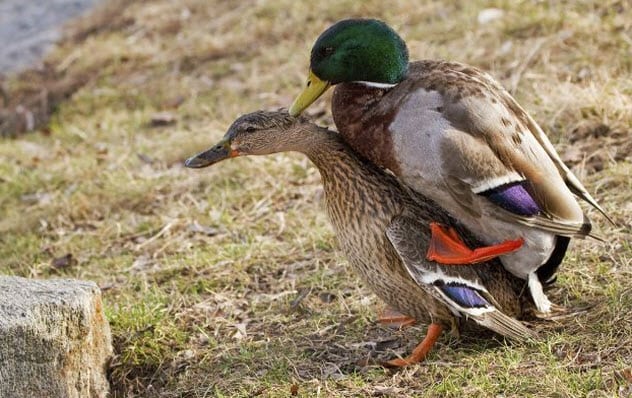 Is duck poop toxic to sale dogs