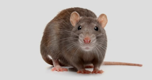 10 People Who Allegedly Found Rats Where They Didn't Belong - Listverse