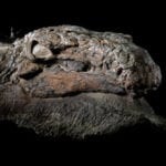 Top 10 Dinosaur Fossils Frozen In Time