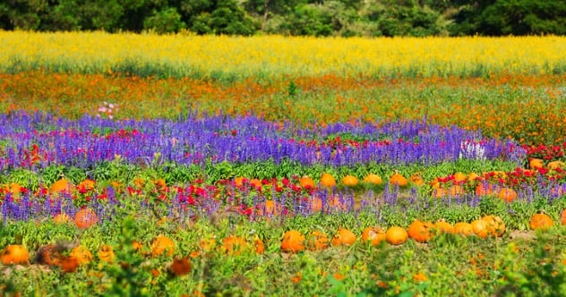 10 Things You Didn't Know Plants Could Do - Listverse
