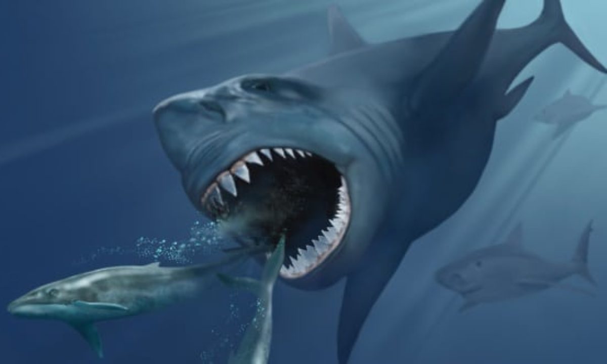 Megalodon: A shark to be feared – East Bay Times