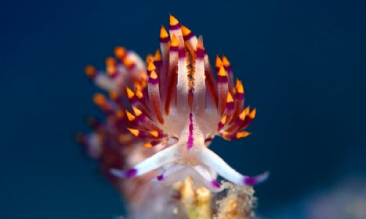 10 Shockingly Small But Adorable Aquatic Creatures - Listverse