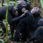 10 Secret Abilities of Well-Known Animals