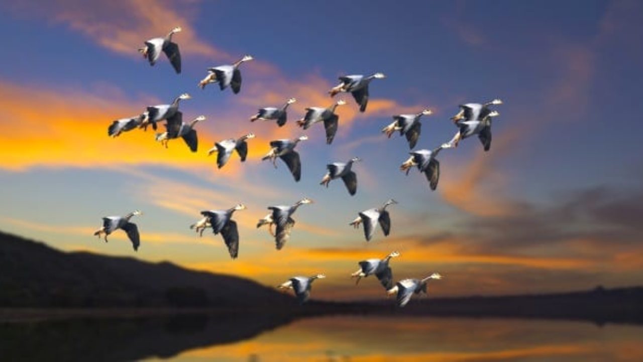 15 Strange Myths And Facts About Migratory Birds Listverse