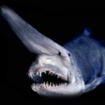 10 Bizarre Shark Species