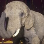 10 Most Heartbreaking And Tragic Deaths Of Circus Animals