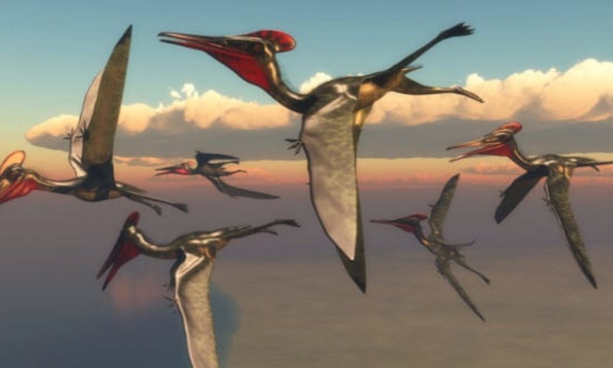 How Pterosaurs Filled Their Lungs