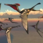 10 Unusual Finds And Studies Involving Pterosaurs
