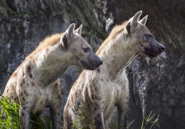 10 Animals That Hunted Our Ancestors - 91