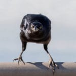10 Things You May Not Know about Crows