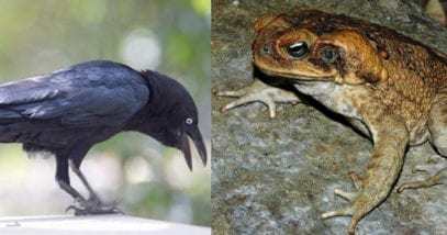 Top 10 Unusual Things Crows Can Do - Listverse