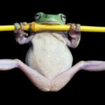 10 Freaky Facts Proving Frogs Are Fantastic