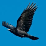 Top 10 Unusual Things Crows Can Do