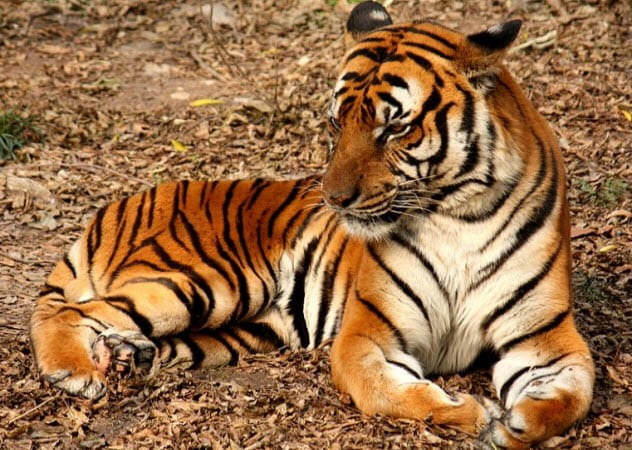 Top 10 Exotic Pets You Can Buy  But Probably Shouldn t  - 93