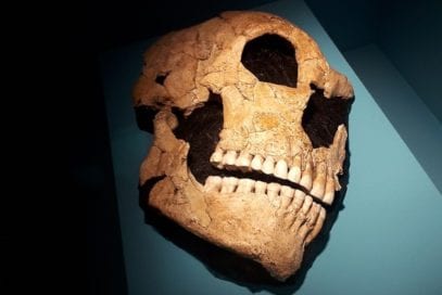 Surprising Facts You Never Knew About Neanderthals Listverse