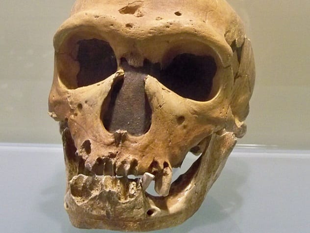 10 Surprising Facts You Never Knew About Neanderthals - 26