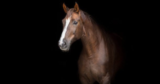 Top 10 Peculiar Happenings In The World Of Horses - Vimarsana News