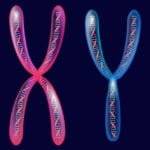 Top 10 Facts And Mysteries Revealed By Chromosomes