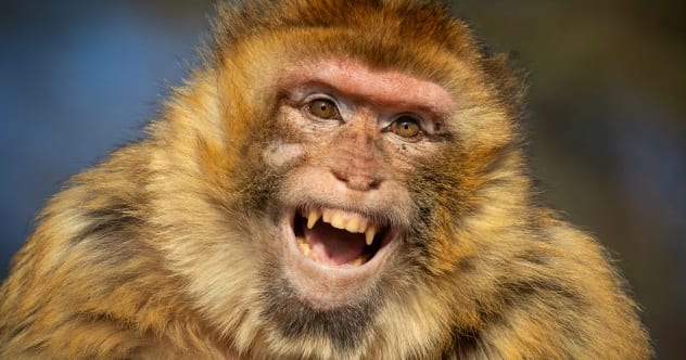 10 Weird Court Cases Involving Puppets Animals And Human Fetuses 
