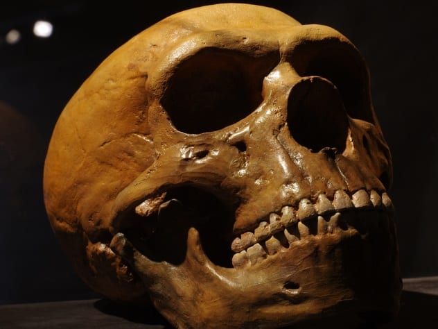 10 Surprising Facts You Never Knew About Neanderthals - 55