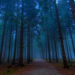 10 Forests In Britain That You Wouldn't Enter At Night