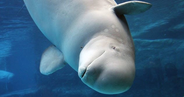 Cat parasite found in Arctic Beluga - BBC News