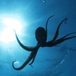 10 Amazing Animal Tales from the Ancient World