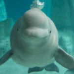 10 Fascinating Facts And Stories About Belugas