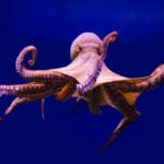 10 Freaky Facts And Feats Involving Octopuses
