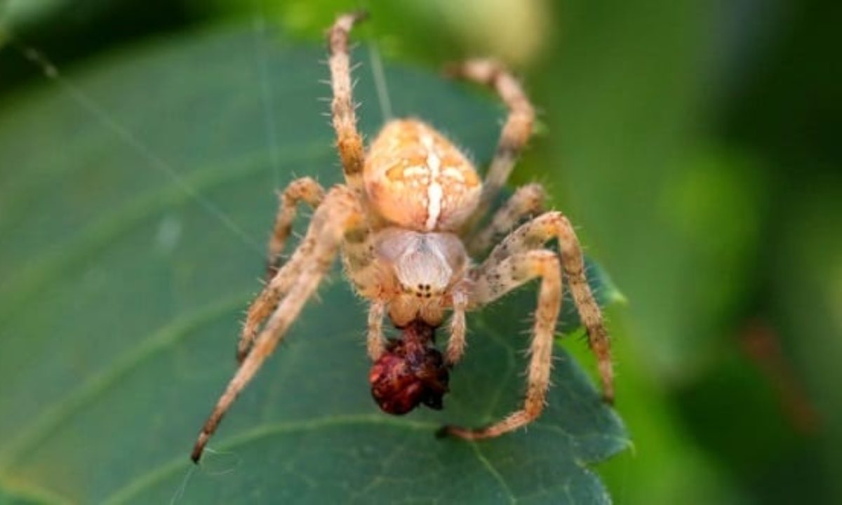 How jumping spiders became the new 'it' pets