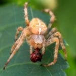 10 Strange Facts And Mysteries Involving Spiders