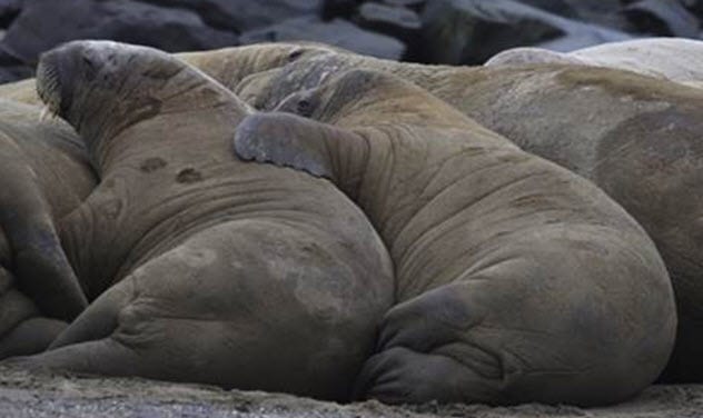 10 Absurd Sleep Habits Of Wild Animals - 44