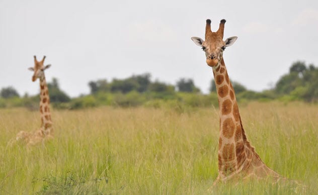 Top 10 Unusual Facts And Stories About Giraffes - 85