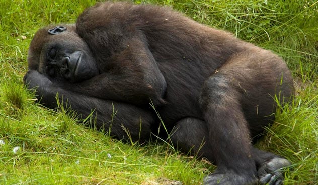 10 Absurd Sleep Habits Of Wild Animals - 90