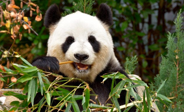 Top 10 Fascinating Facts About Pandas - 80