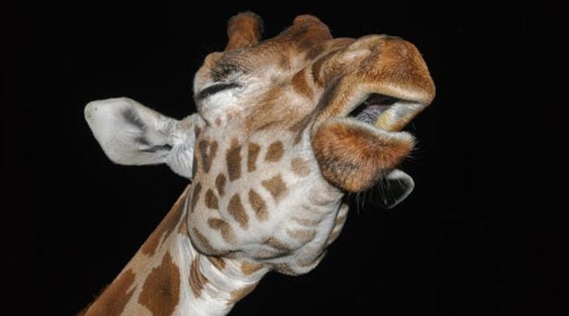 Top 10 Unusual Facts And Stories About Giraffes - 38