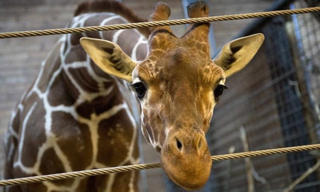 Top 10 Unusual Facts And Stories About Giraffes - 83