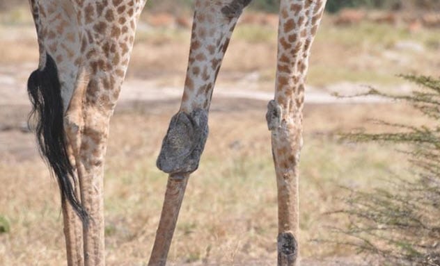 Top 10 Unusual Facts And Stories About Giraffes - 82