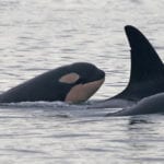 Top 10 Killer Facts About Orcas