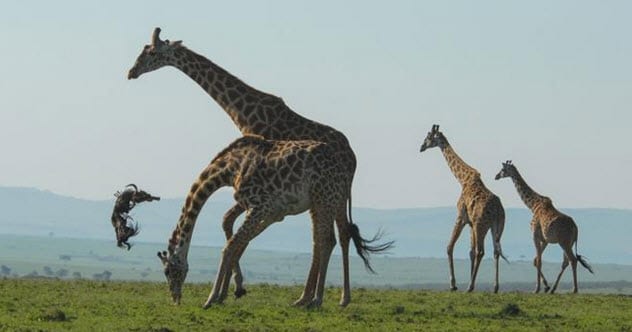 Top 10 Unusual Facts And Stories About Giraffes - 37