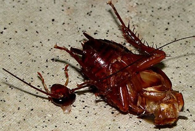 10 Disgusting Facts About Cockroaches Kunlog