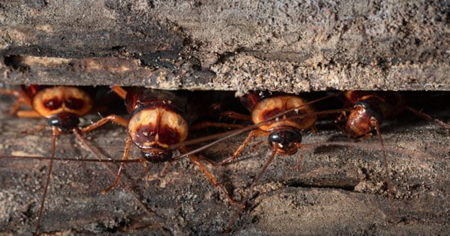 10 Disgusting Facts About Cockroaches - 72