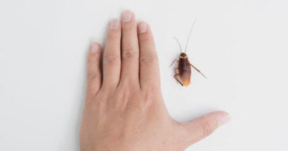 10 Disgusting Facts About Cockroaches - Listverse