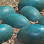 10 Unusual Facts And Finds Involving Eggs