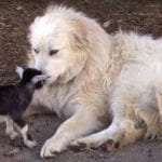 10 Heartwarming Stories Of Pets Who Survived Natural Disasters (Videos)