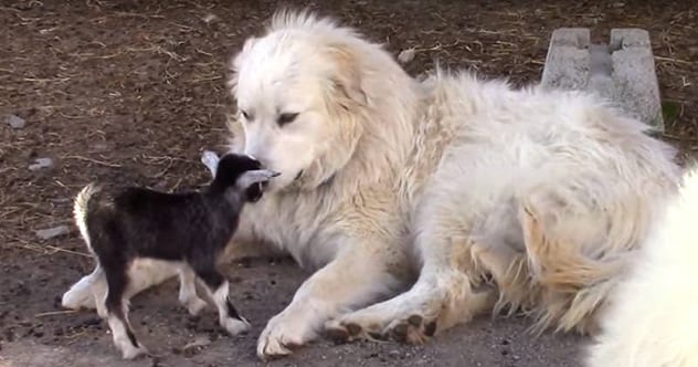 10 Heartwarming Stories Of Pets Who Survived Natural Disasters  Videos  - 85