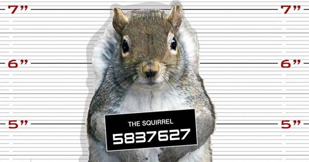 squirrel-mugshot.jpg