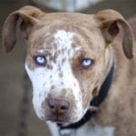 Top 10 Things You Probably Get Wrong About Pit Bulls