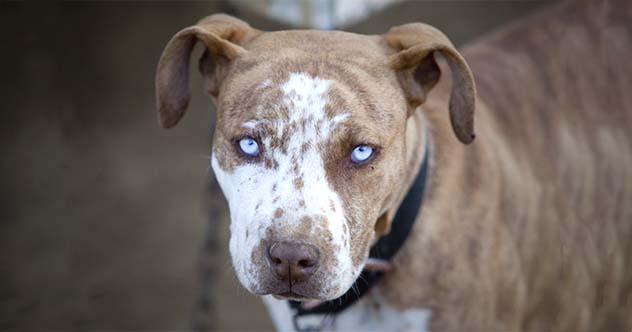 do american bullies have lock jaw